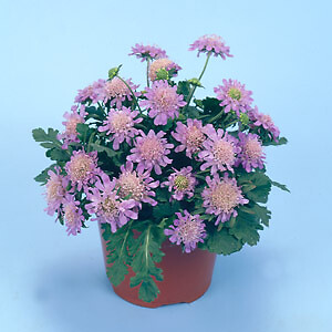 Scabiosa japonica Blue Diamonds 250 seeds