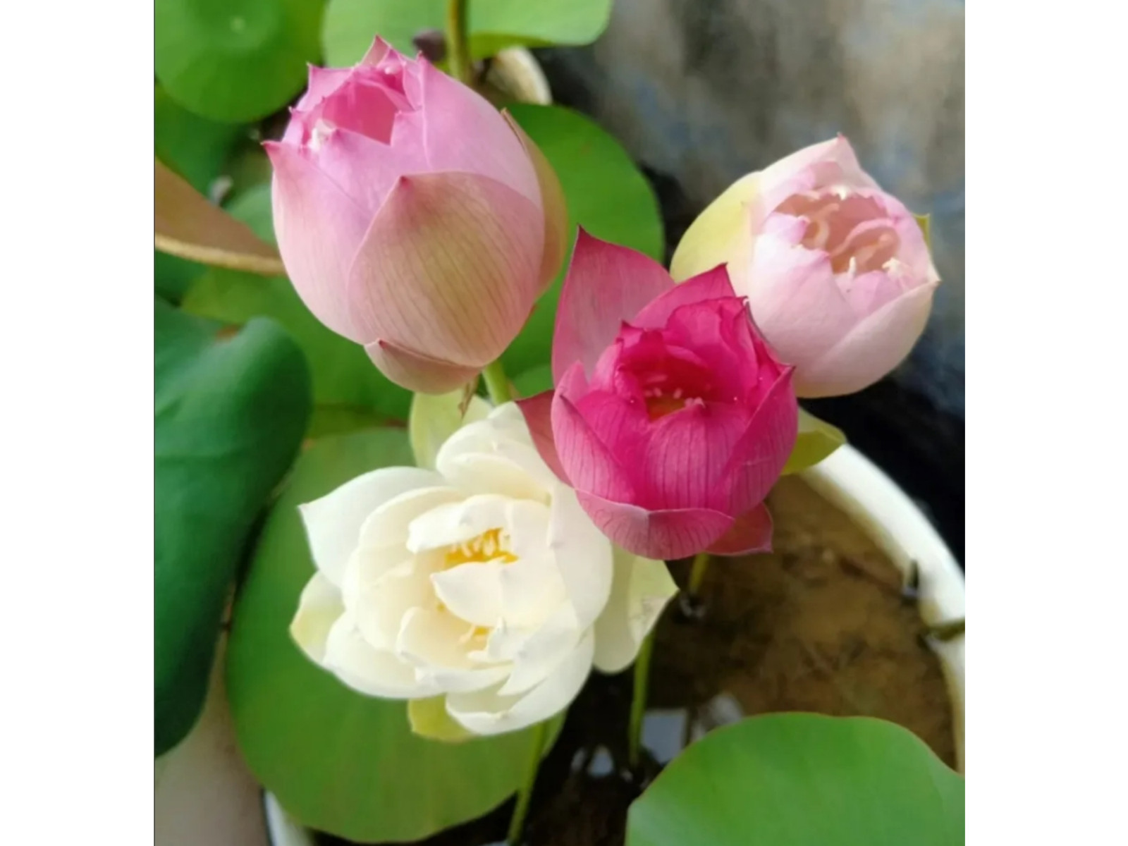 5 Rare Seeds| Mix Colour Mini Lotus Seeds- Indian Lotus (Nelumbo nucifera) Seeds