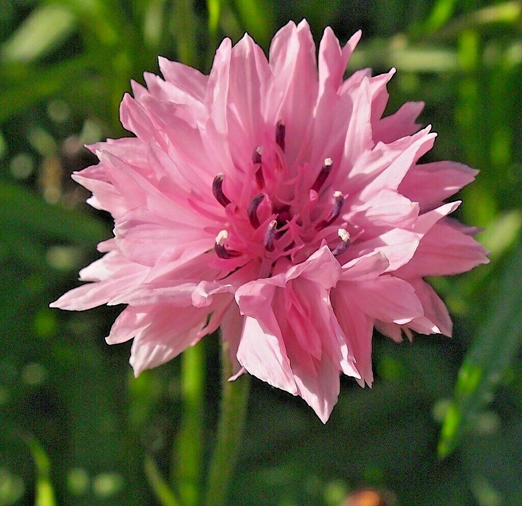 500+Pink CORNFLOWER Seeds Bachelor Button Cut Dried Flowers Garden Container