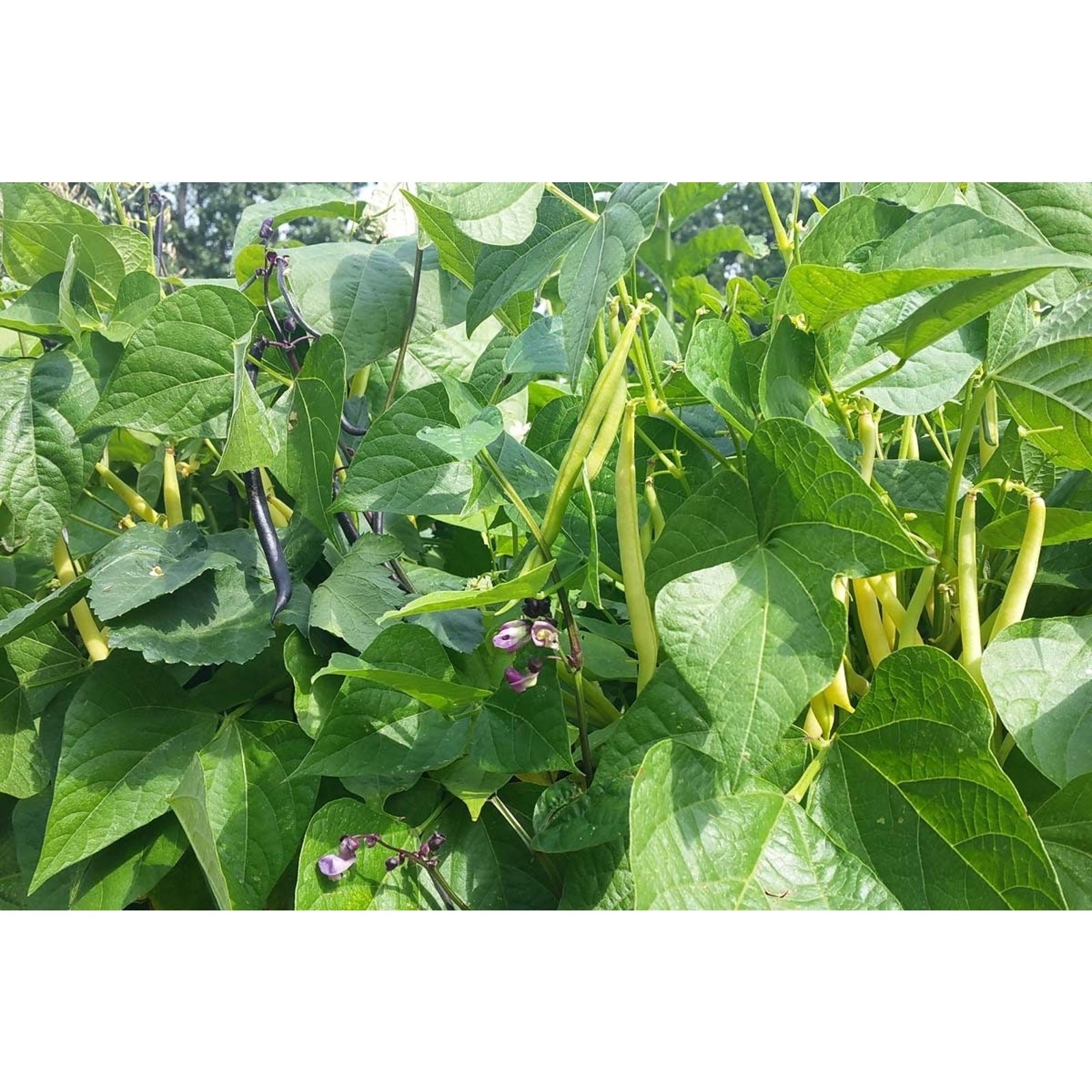 Blue Lake 274 Bush Bean Seed Heirloom Non GMO Open Pollinated Green Bea