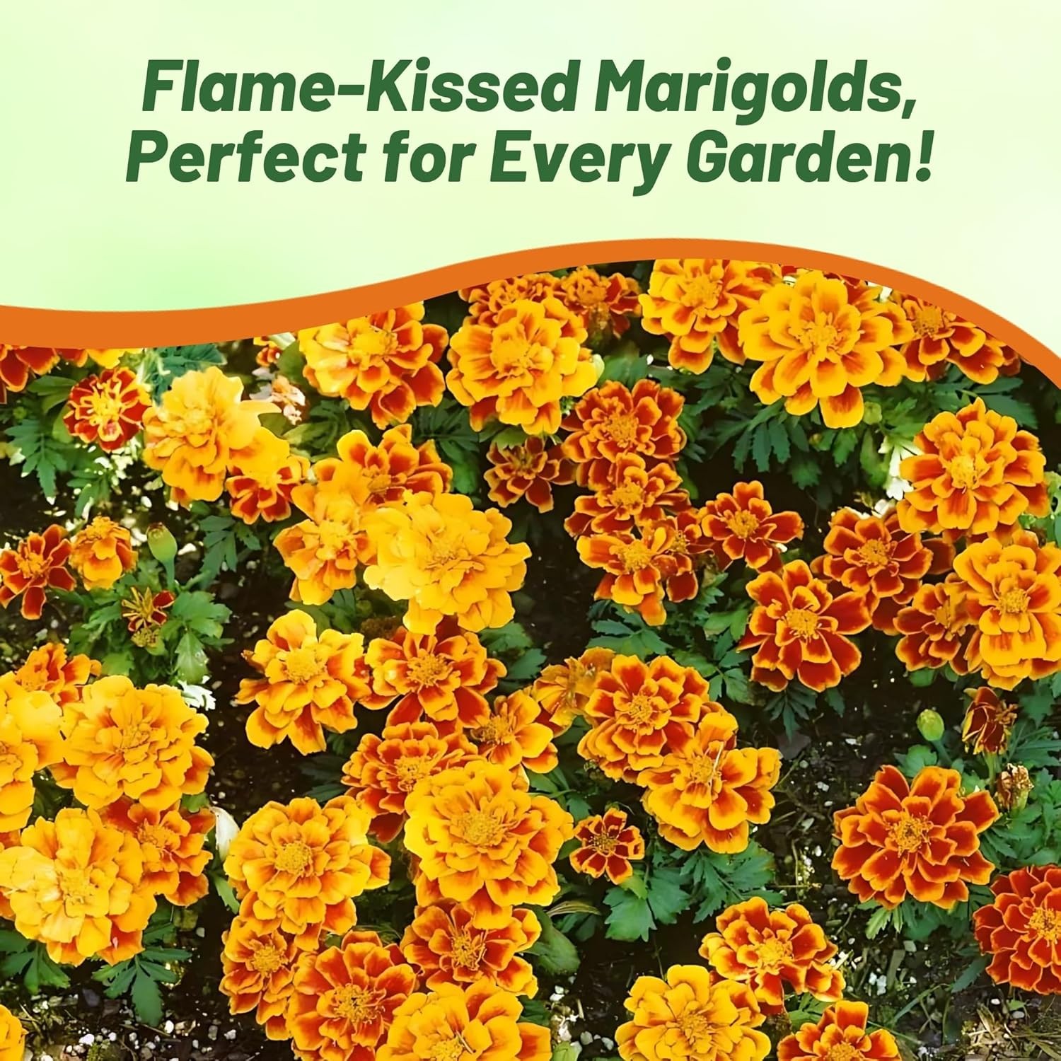 250 Seeds French Marigold Tagetes Patula Durango Flame Flower Seeds