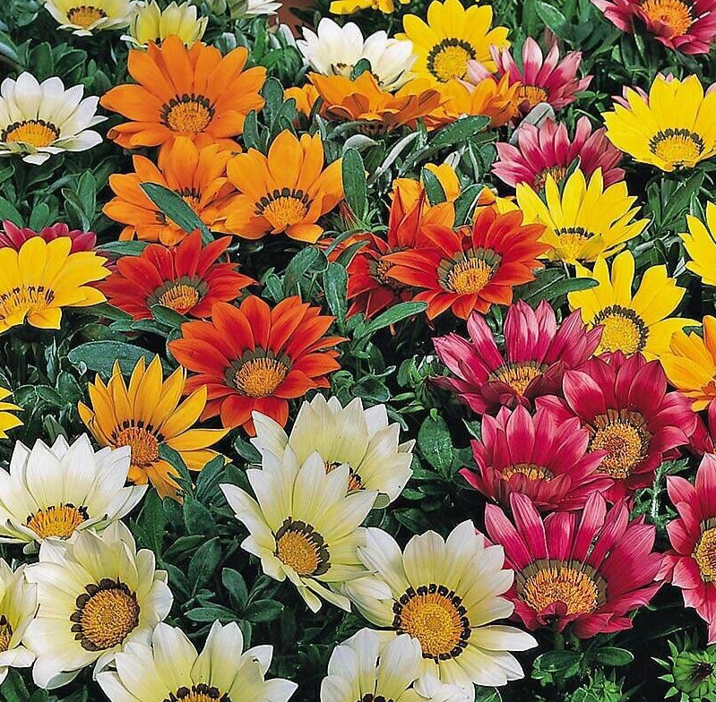 Gazania ‘Frosty Kiss Mix’ F1, 25 seeds