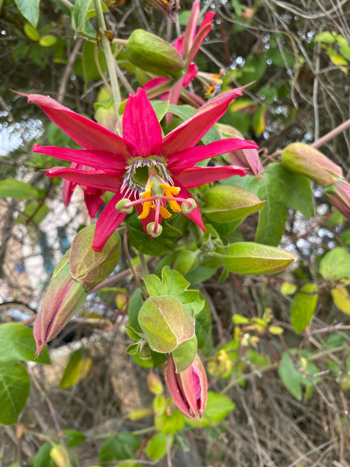 Passiflora jamesonii | Coral Seas Passion Flower | 10 Seeds