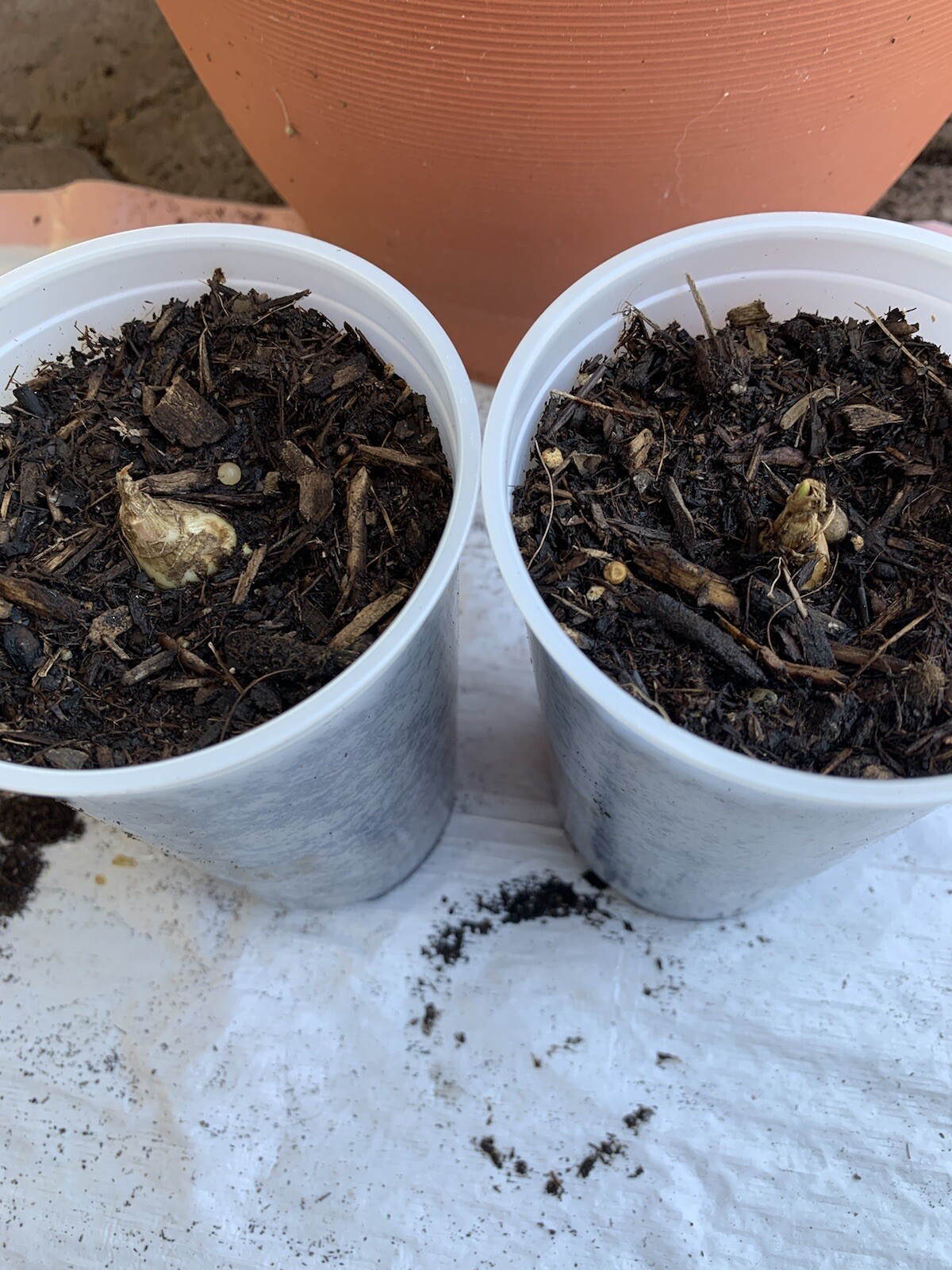 2 Bulbs 2/3 Baby’s Or+ S/M Mixed Rooted & Sprouted Tuberose Bulbs Ready To Plant