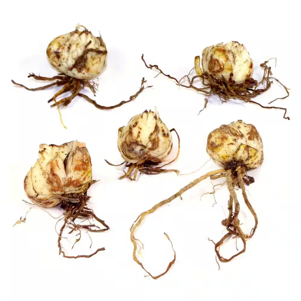 Lily Summer Scarlet LA Hybrid Bulbs (5-Pack)