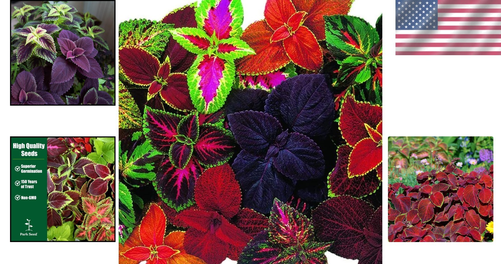 Giant Exhibition Coleus Seeds – Pack of 20 for Lush Indoor & Outdoor Foliage