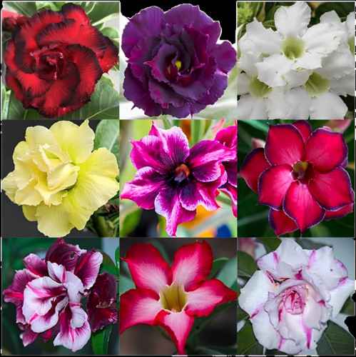 100 Desert Rose Seeds – Mixed Color Adenium Obesum, Non-GMO Exotic Succulent Pla