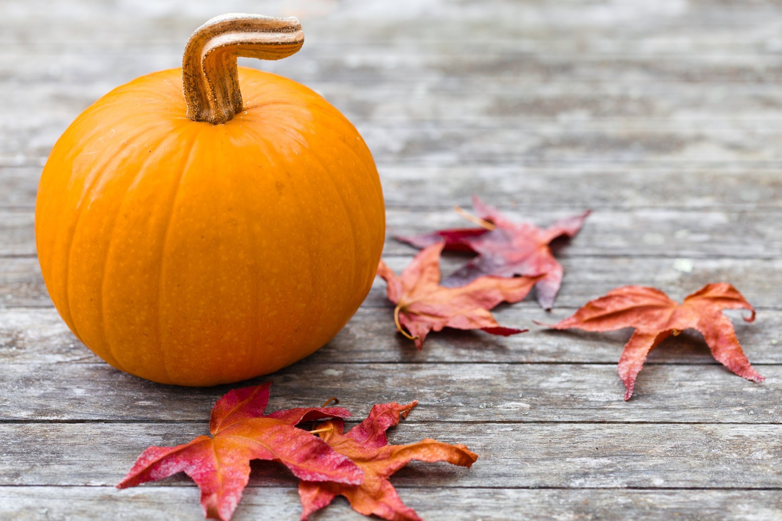 Sugar Pie Pumpkin Seeds | Non-GMO | Heirloom | Fresh Garden Seeds