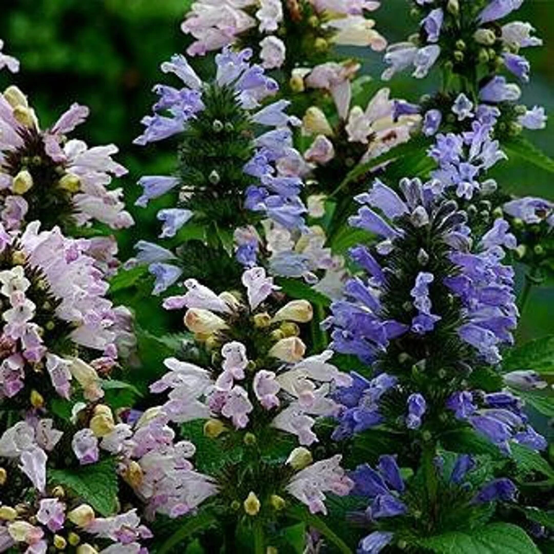 Nepeta ‘Grandview’ Catmint, flower, herb 35 seed