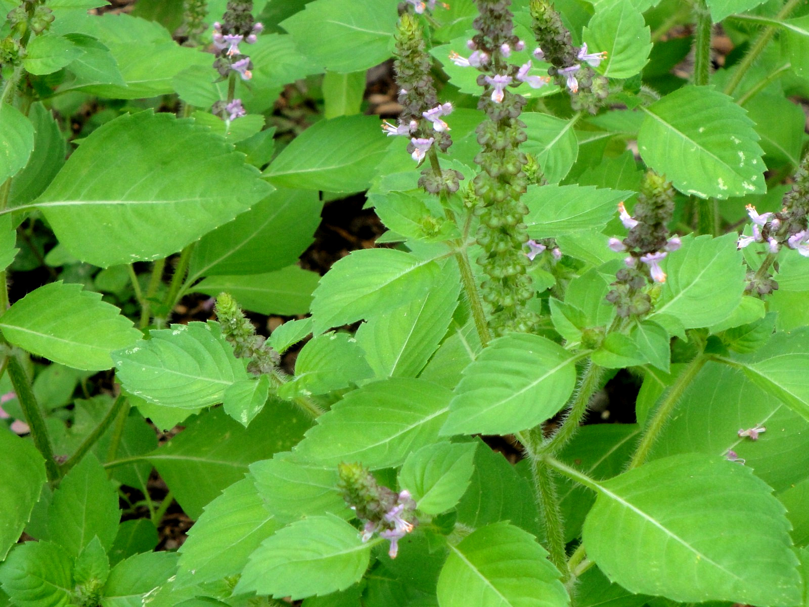 Kapoor Tulsi Holy Basil Ocimum sanctum 200seeds Edible Medicinal 2025 Organic