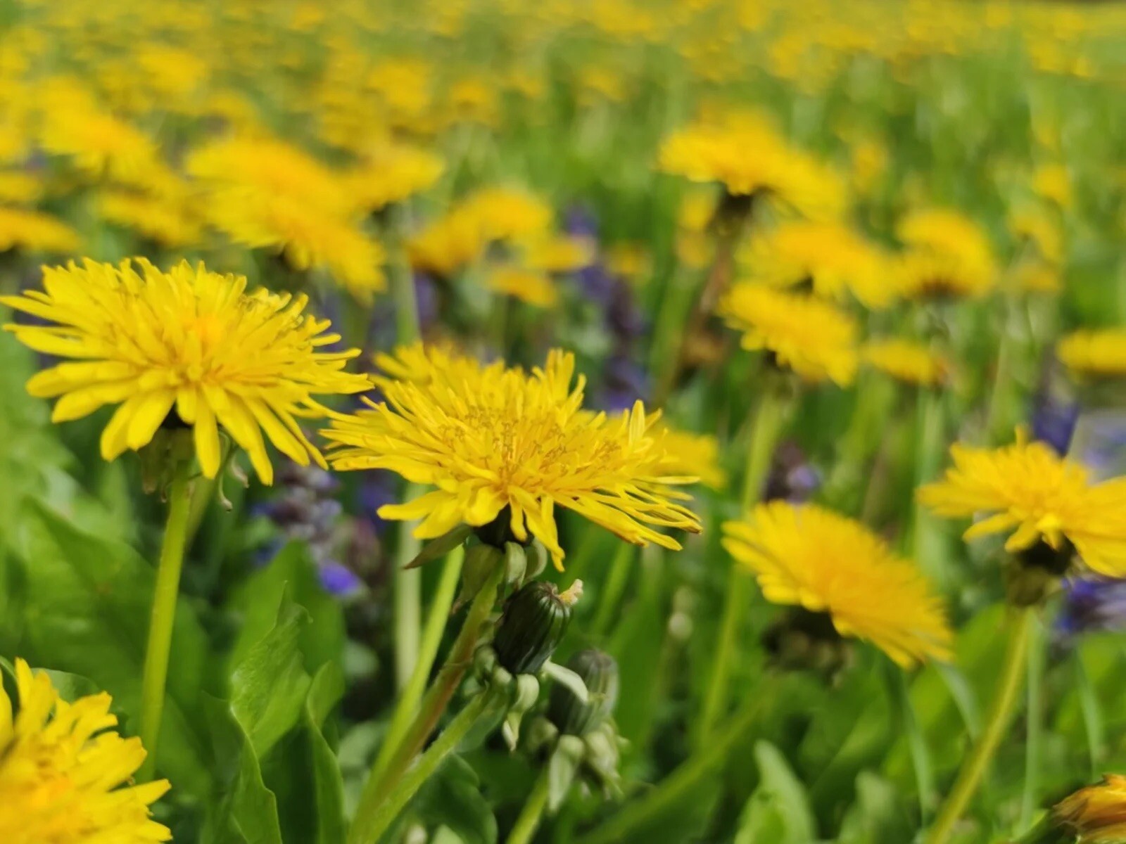 Dandelion, Taraxacum – 300 Seeds 2023 – USA