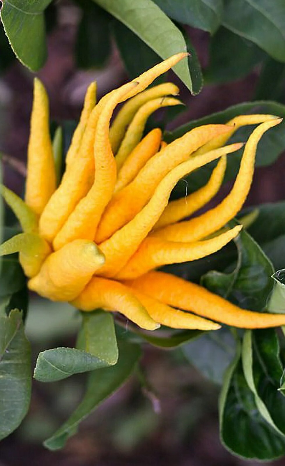 1 (One) Live Plant of “BUDDHA HAND CITRON” grafting, about 25-35″ Tall