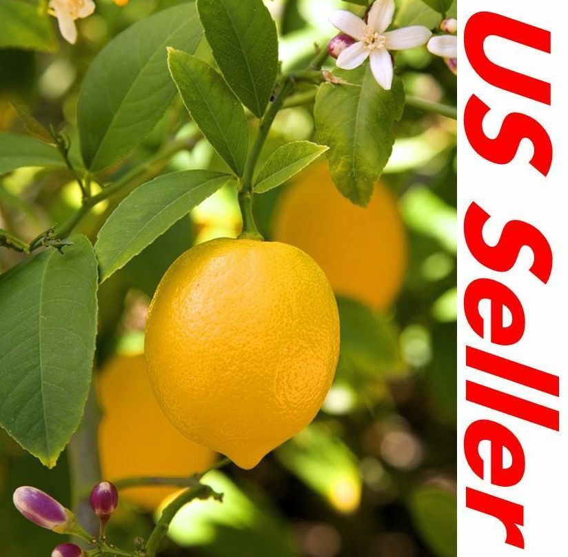 15 Seeds, Lemon Tree Seeds E196, fresh this season’s harvest