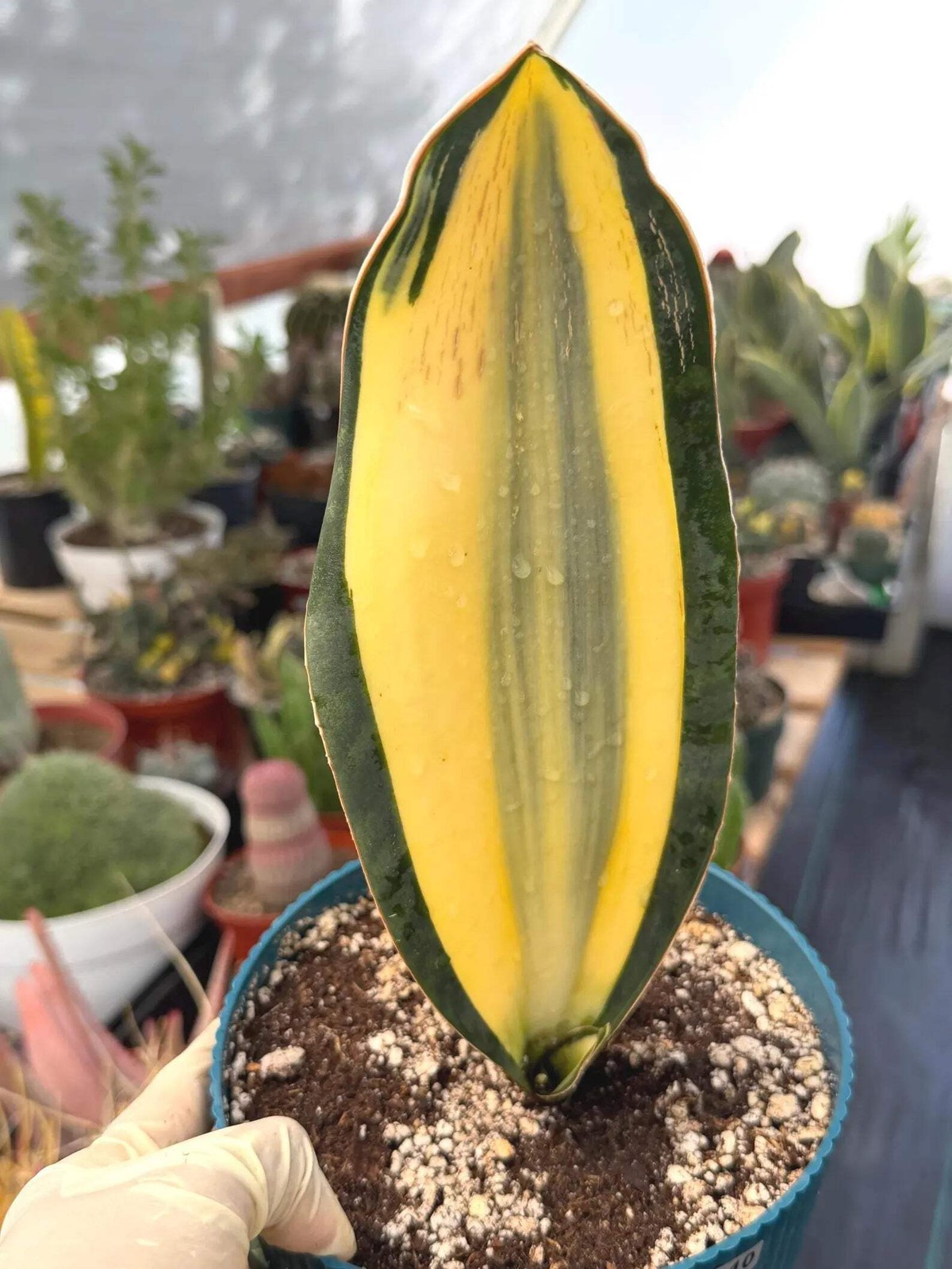 Variegated Sansevieria Whale Fin | Rare Snake Plant | Easy Care Live Houseplant
