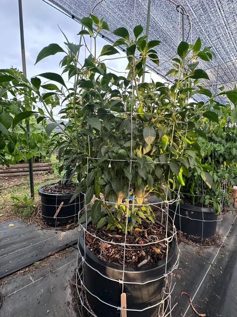 Farmer Market Jalapeno Pepper Seeds