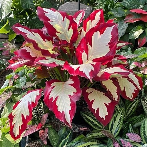 Hosta Seeds – 100+ Red White Hosta Plants Seeds for Planting Outdoor