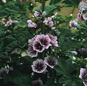 Malva sylvestris Zebrina 1,000 seeds