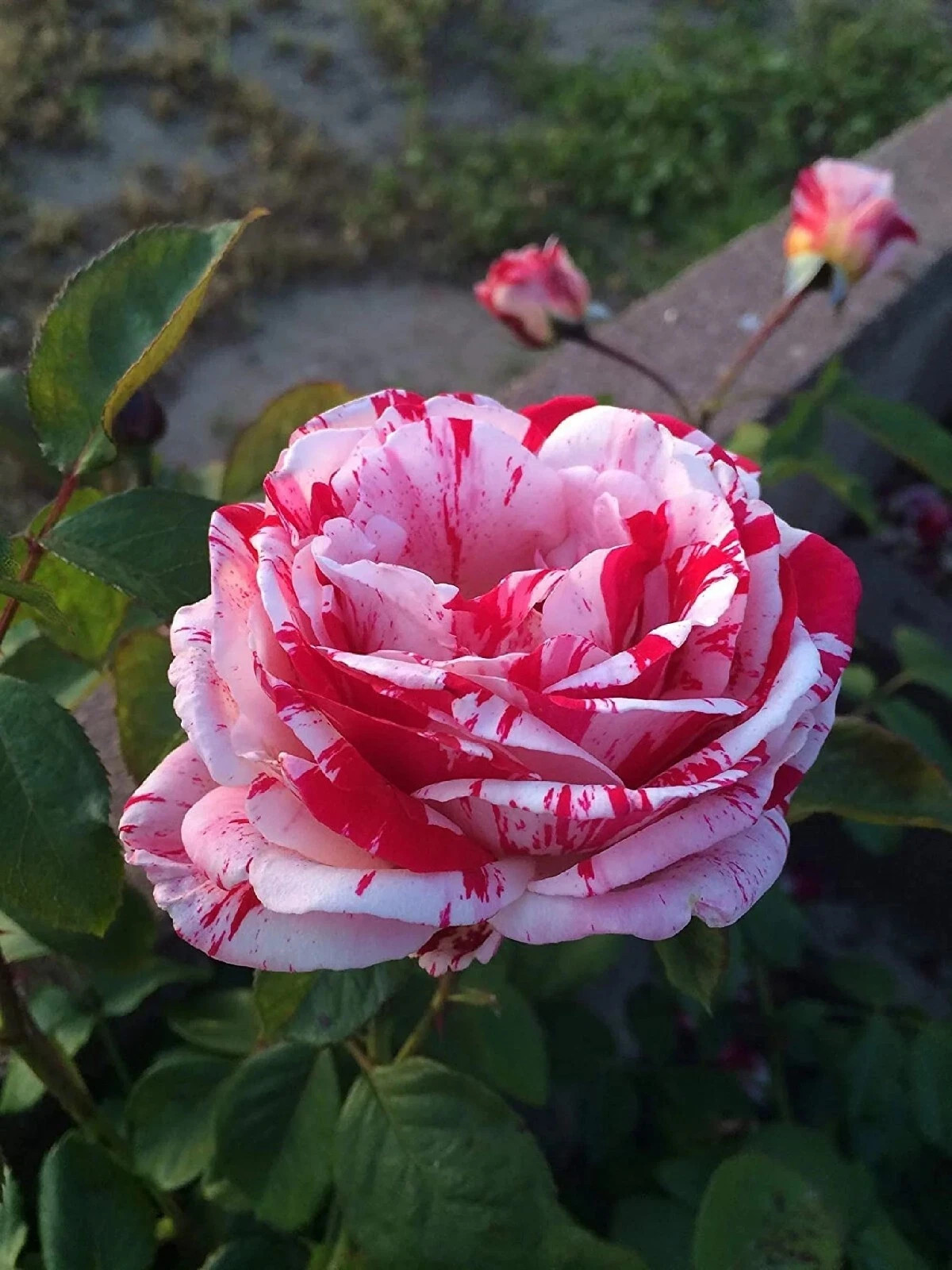 White Blood Rose Seeds- 50 or 100 Seeds.USA Seller- Free Shipping