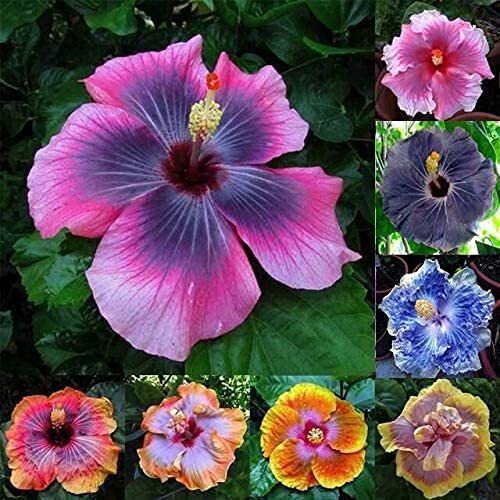 100+ Pcs Mixed Hibiscus Seeds Giant Flowers Perennial Flower – Ships from Iowa,