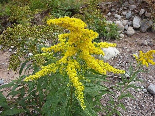 Solidago gigantea | Early, Giant, Smooth or Tall Goldenrod | 20 Seeds