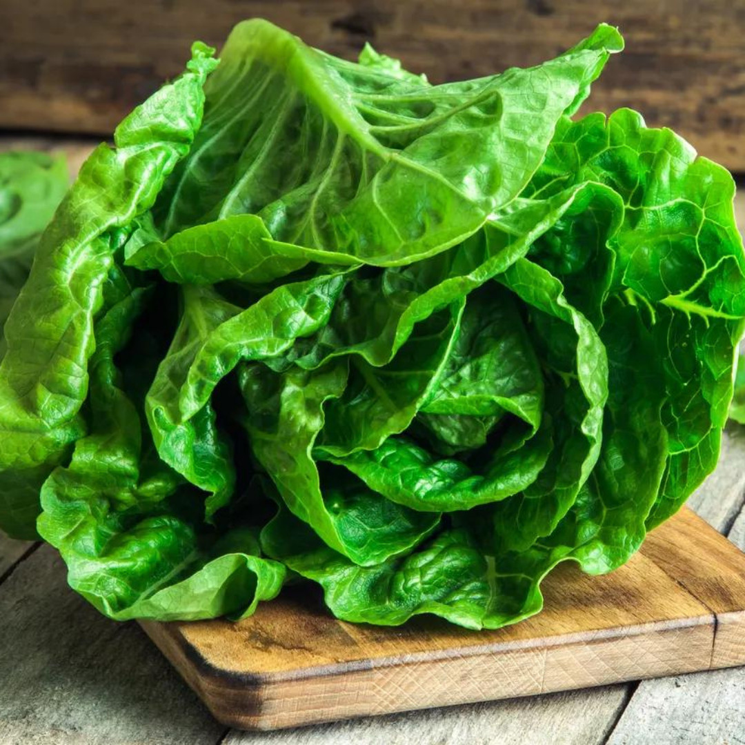 Fresh Crisp Bibb Butterhead Lettuce Seeds | Heirloom Non-GMO | Vegetable Seeds
