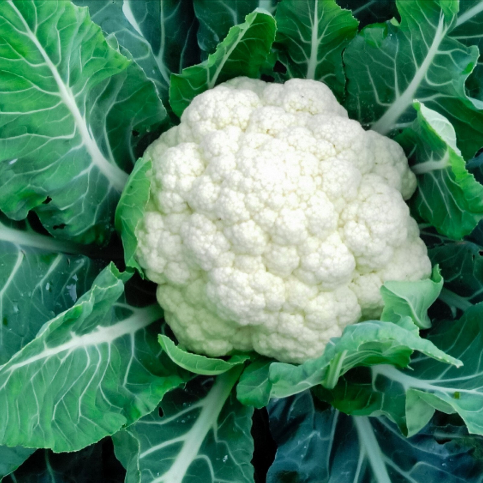 CAULIFLOWER 15 VEGETABLE SEEDS FREE USA SHIPPING