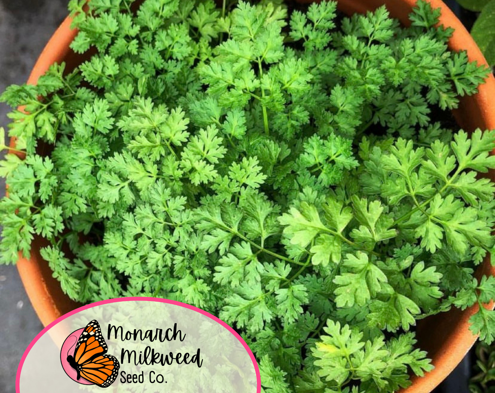 900+ Curled Chervil Seeds | Heirloom, Non-GMO, Herb Gardening Seed Packet, USA