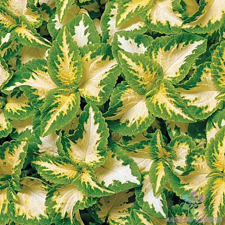 25+ Wizard Jade Coleus Seeds for Garden Planting – USA – FREE SHIPPING!