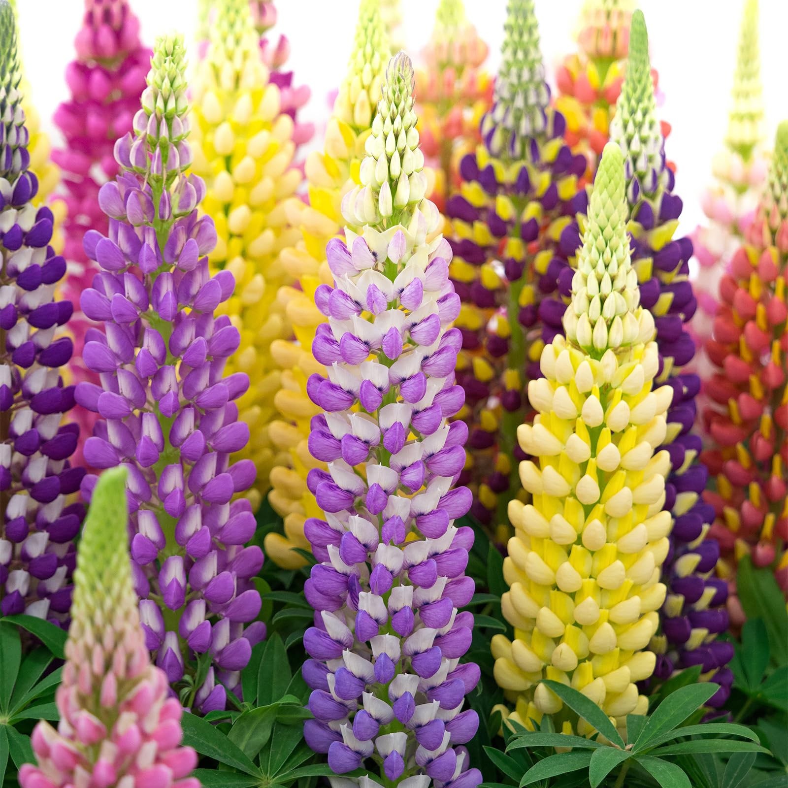 Russell Lupine Seeds, Lupinus Polyphyllus 36-48 Inch Tall Mix Color Flower, R…
