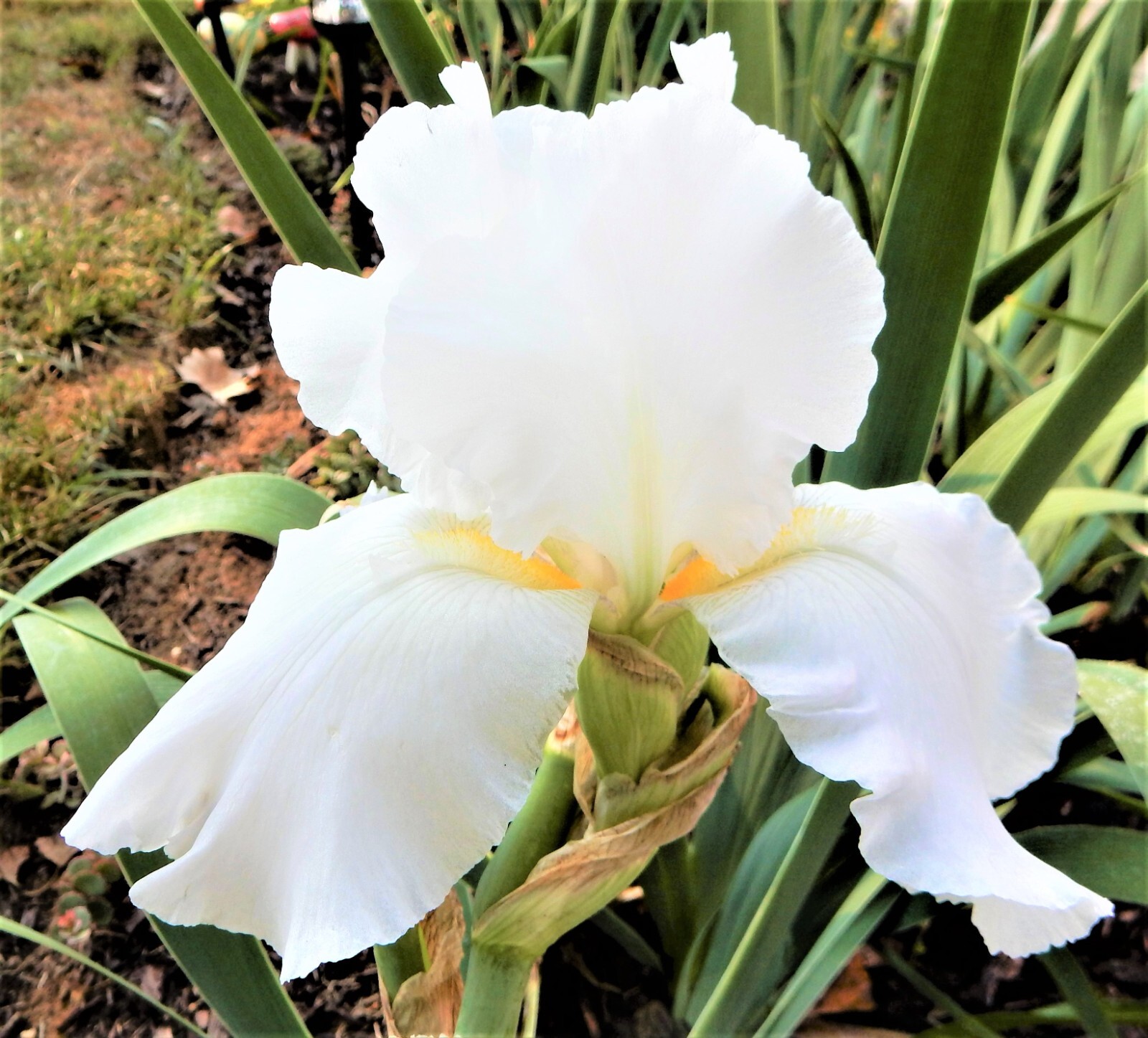 Iris Germanica “IMMORTALITY” – Reblooming – Perennial – 1 Plant