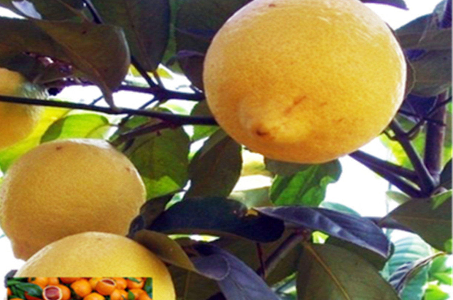 20 SEEDS for LEMON/LIME MIX citrus bush garden plant tree germination USA Seller