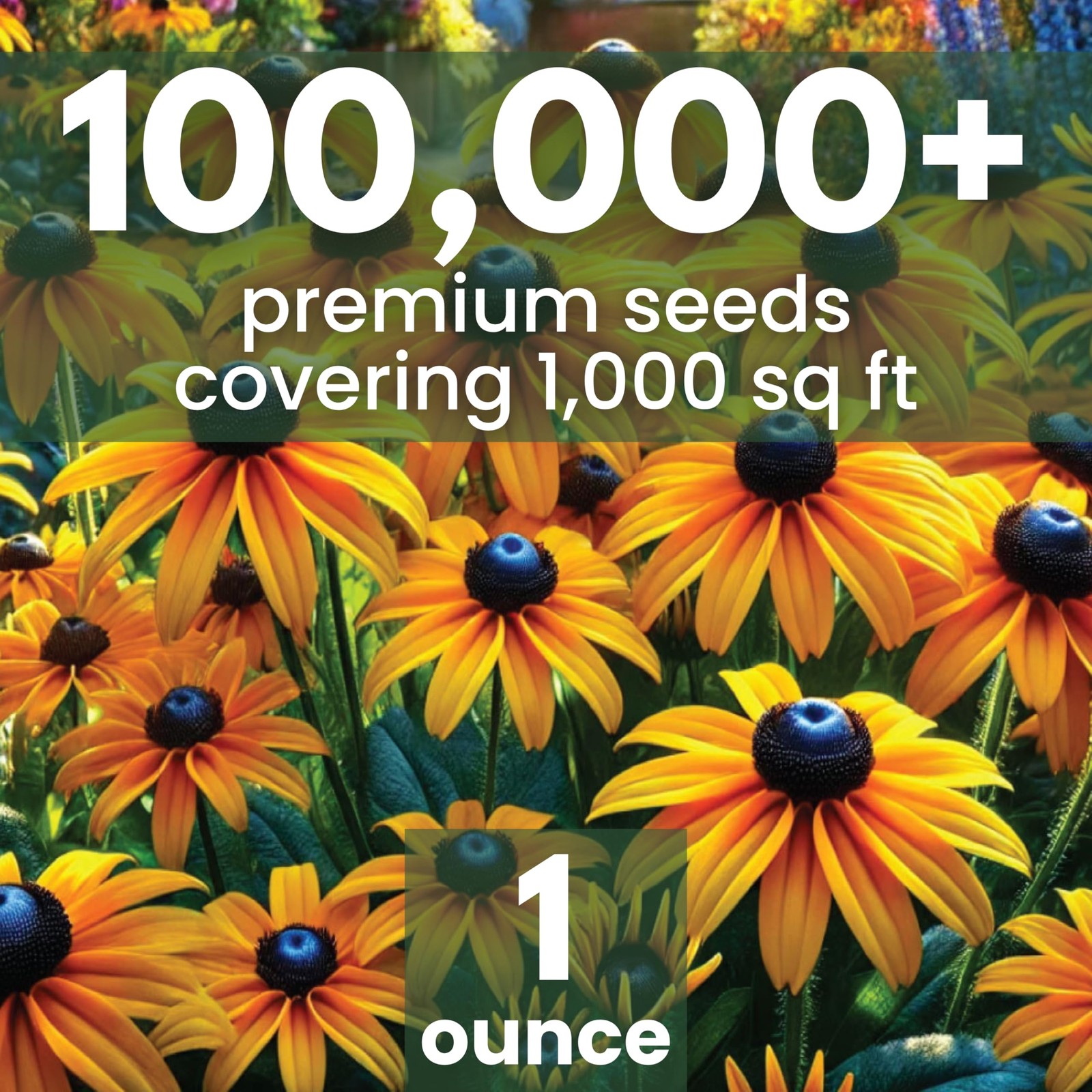 Black Eyed Susan Large 1 Ounce Packet 100,000 Flower Seeds for Planting Ru…