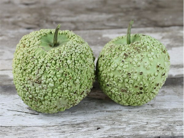 Gourd Seed: Bule Blister Gourd Seeds Fresh Seed FREE SHIPPING!!!!!