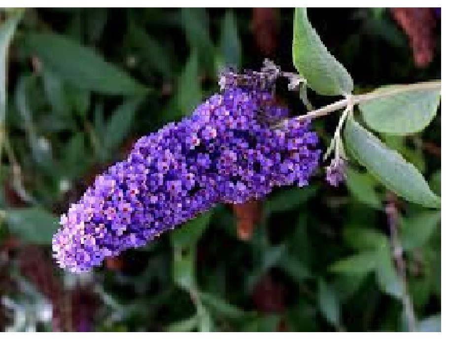 500 + Seeds True ” Purple ” Butterfly Budhelia Bush Perennial USA Seller