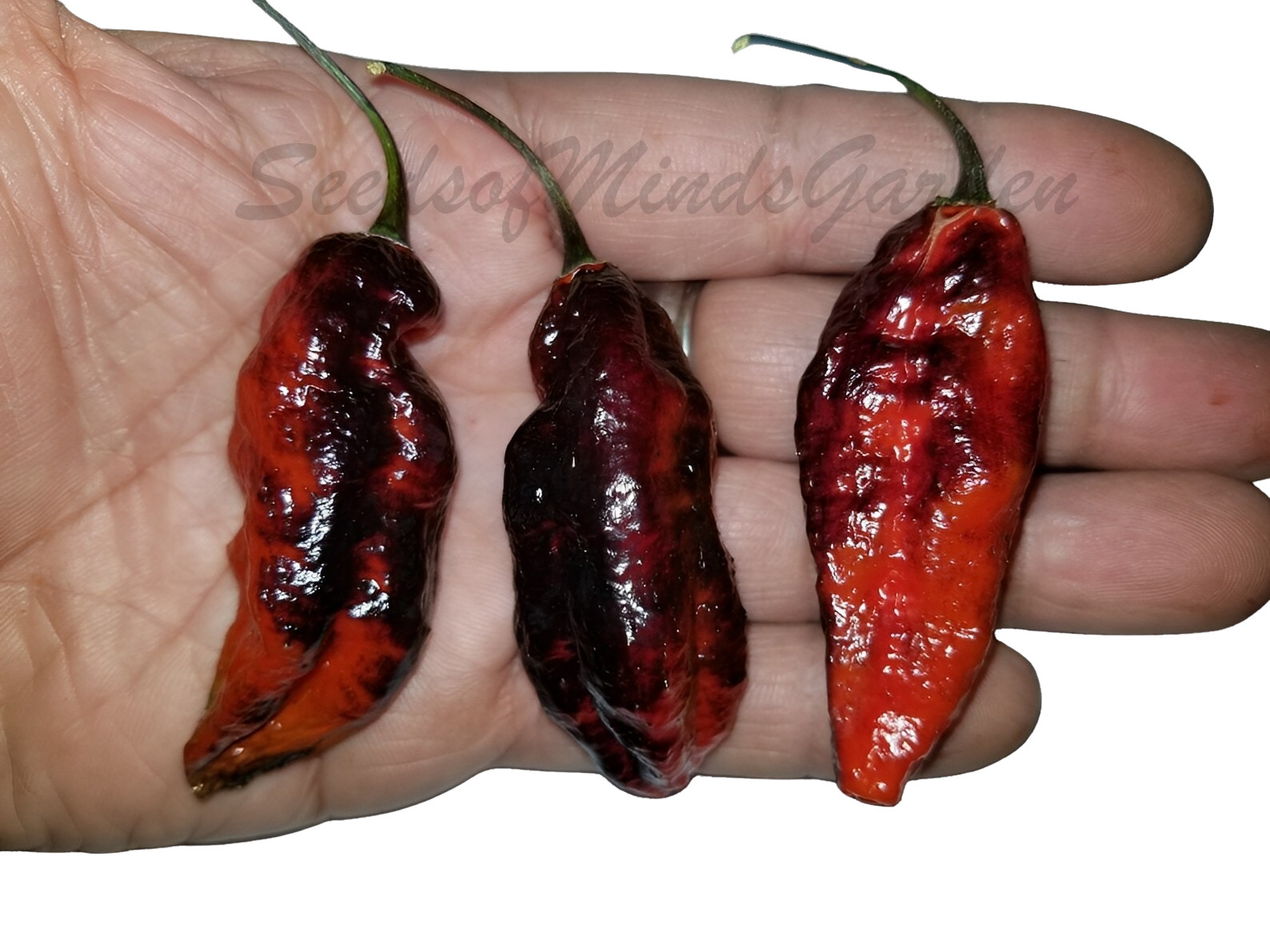 Pimenta Leopard Pepper Seeds – Rare Super-Hot Italian Chili
