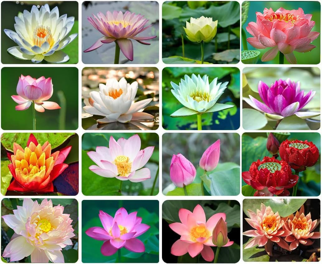 30PCS Bowl Lotus Bonsai Lotus for Planting Water Lily Flower Aquatic Seed Pon