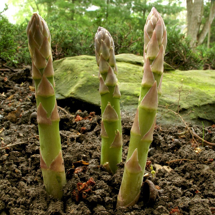 Mary Washington Asparagus Amish Seeds 100 NON – HYBRID Seeds, NON – GMO