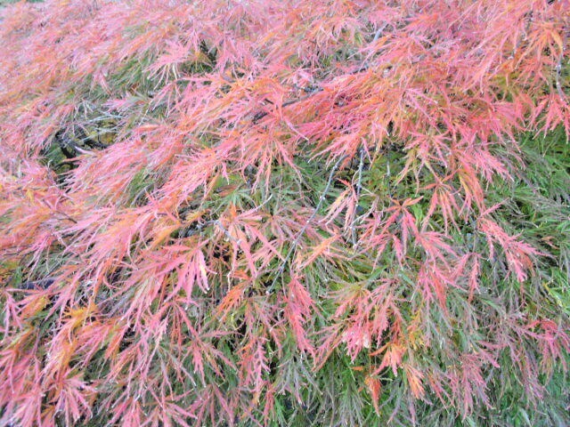 15 WATERFALL JAPANESE MAPLE SEEEDS – Acer palmatum ‘Waterfall’