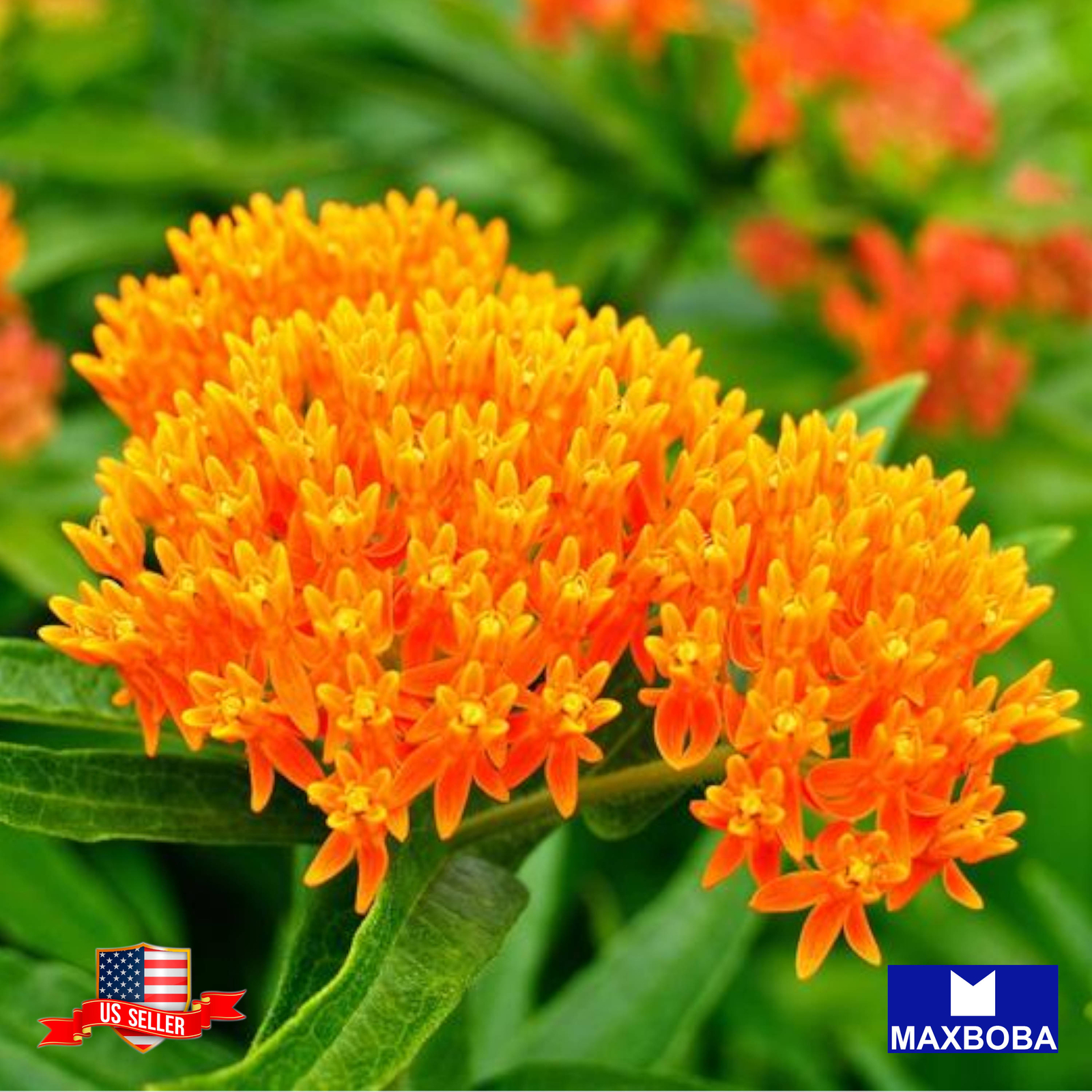 Non-GMO Asclepias Seeds – Butterfly Milkweed