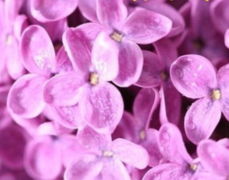 20 EXOTIC LILAC SEEDS for garden rare bloom flower plant bush USA SELLER USPS