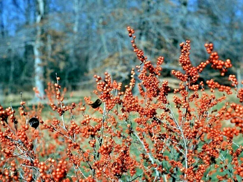 20 AFTERGLOW HOLLY SEEEDS – Ilex verticallata ‘Afterglow’