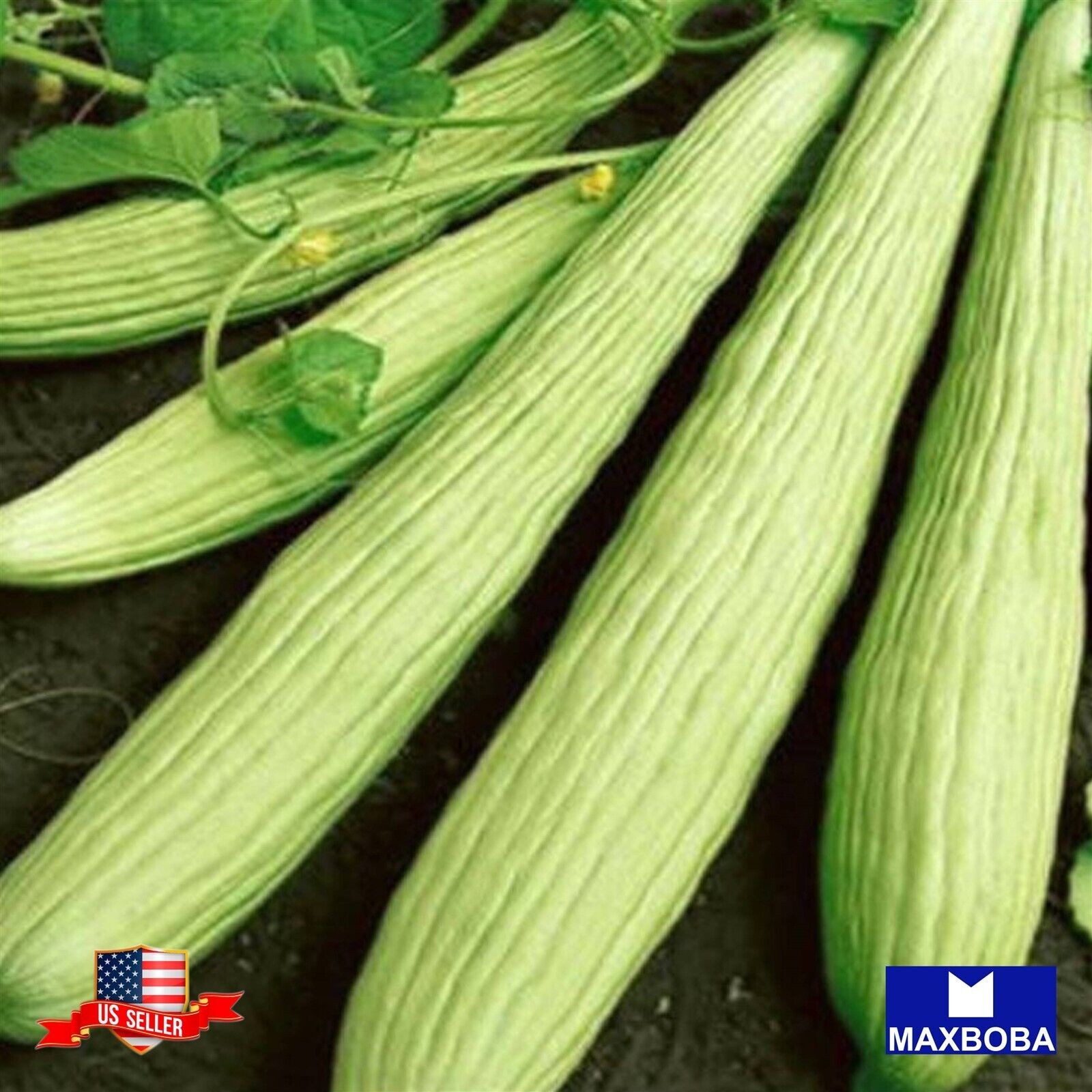 Cucumber Fresh Seeds Metki Dark Green Armenian Non-GMO Heirloom Vegetable
