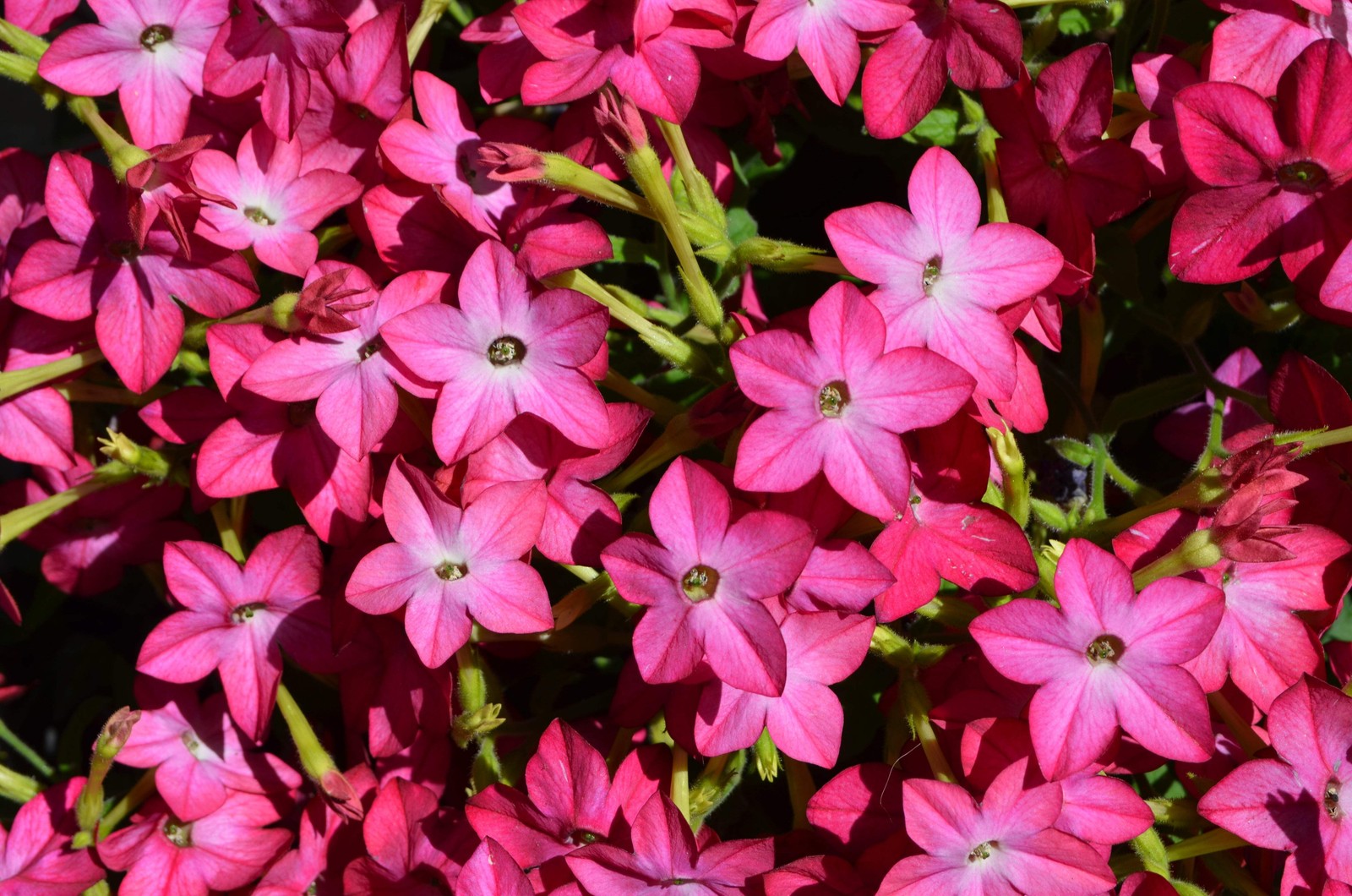 100 MIXED COLORS NICOTIANA Alata (Ornamental Flowering Tobacco) Flower Seeds