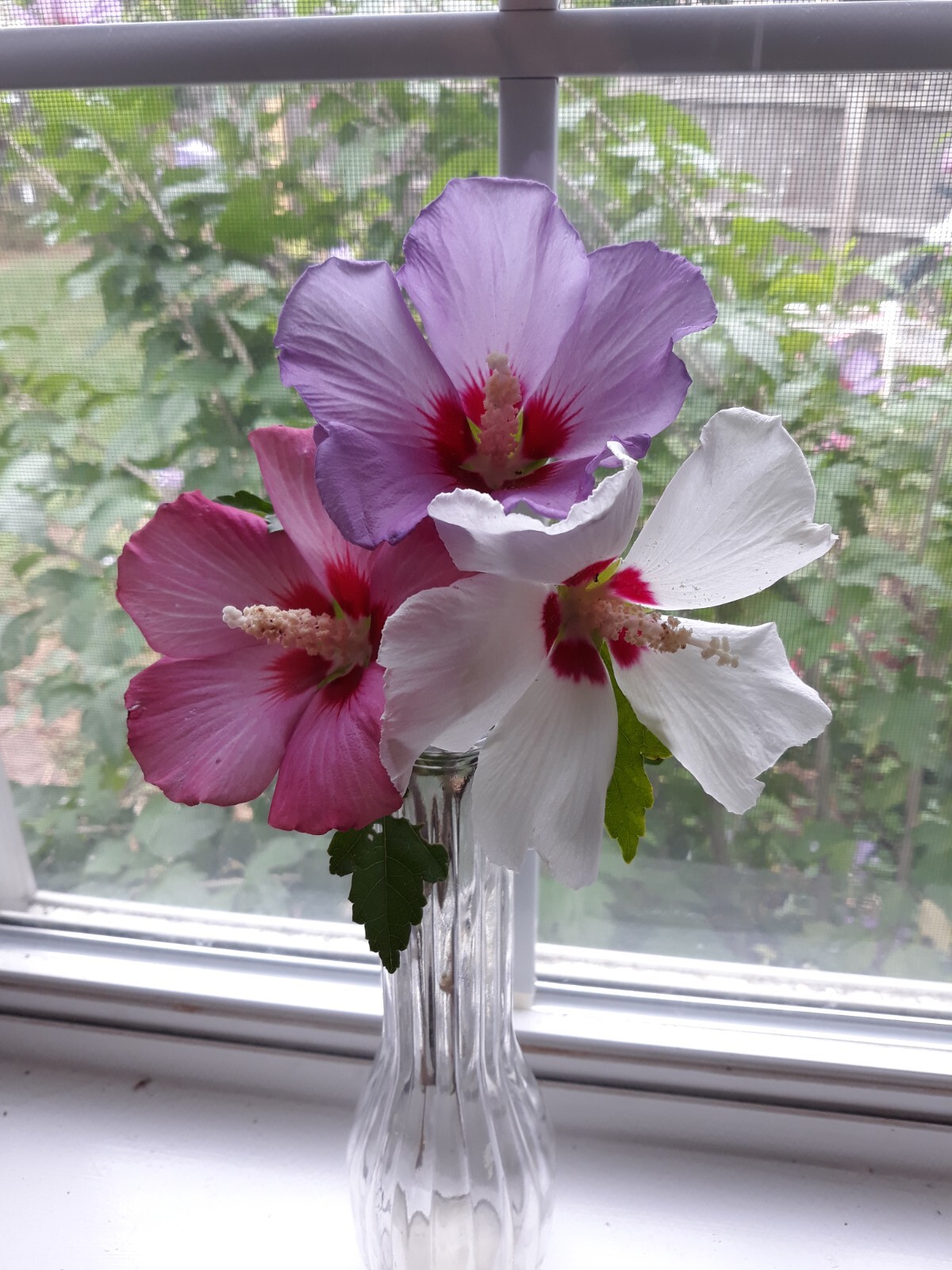 75+ Pink, Purple and White Rose of Sharon Seeds (Hibiscus syriacus, Aphr Althea)
