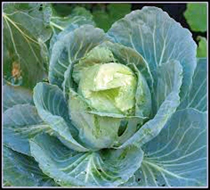 Golden Acre Cabbage Seeds, NON-GMO Free Shipping!