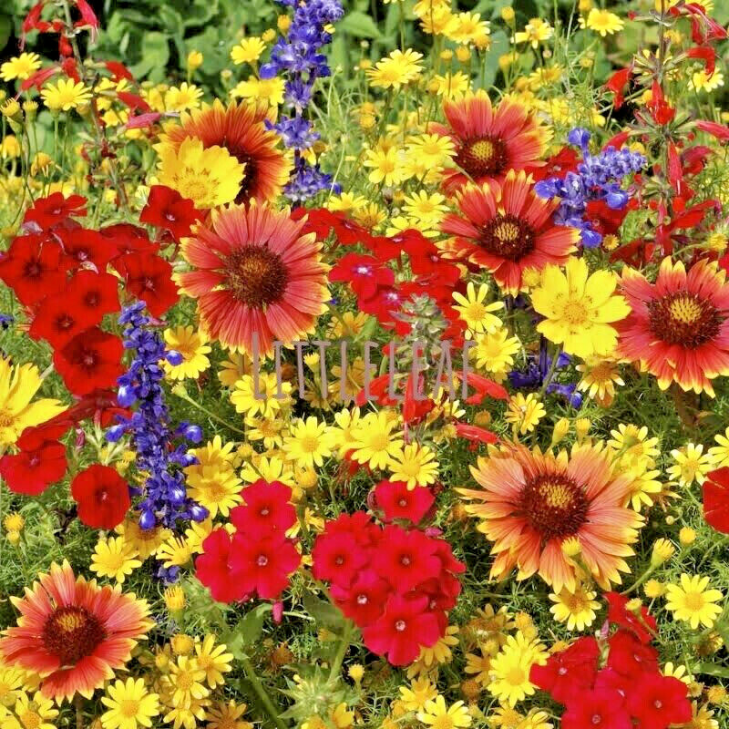 1000+ PERENNIAL WildFlower Seeds w/ Sunflowers Heirloom Pollinator Non-GMO