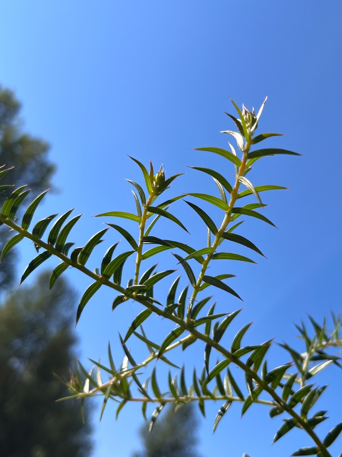Acacia oxycedrus seeds – “Spike Wattle”