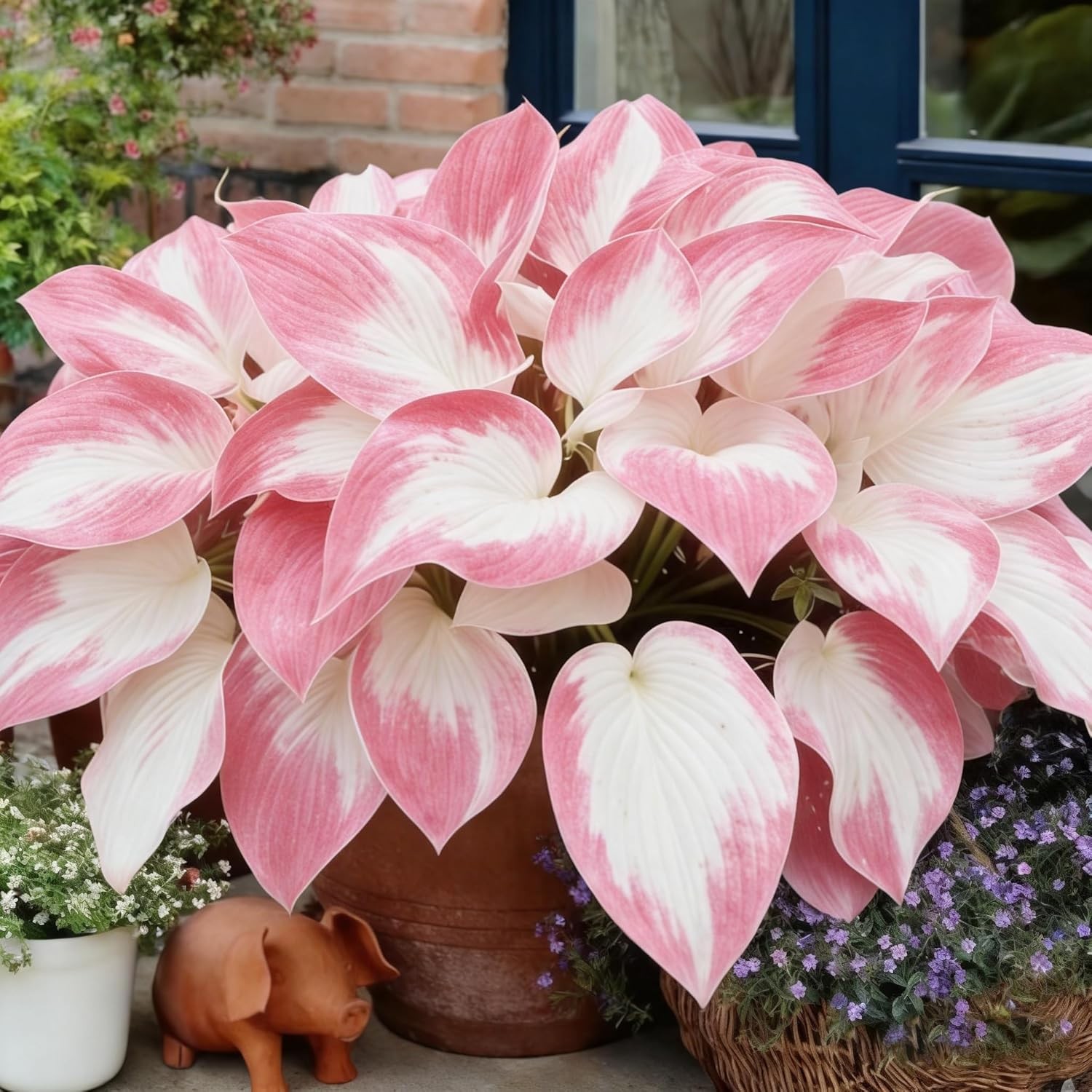 Hosta Seeds Red for Planting, 210+pcs Rare Hosta Flower Seeds Red and Black Pere