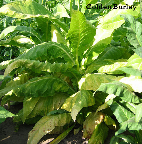 1000 Golden Burley Tobacco Seeds ~ Heirloom Nicotiana Tabacum ~ Flavorful