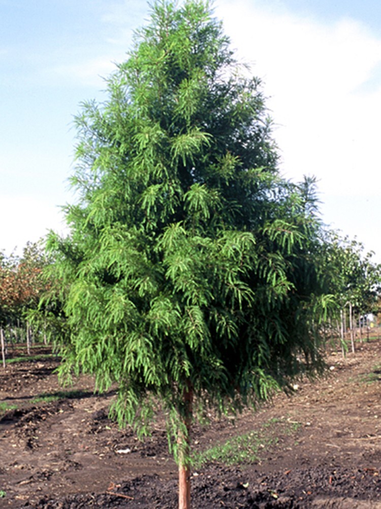 Medium Bald Cypress Tree (multiple sizes with free Orange tree)
